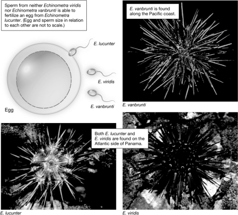 The three sea urchin species shown below are separated by gametic isolation.Do these species fit the definition of species as defined by the biological species concept? Why or why not?  