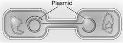 The following image is an example of   A)  gene transfer. B)  genetic drift. C)  natural selection. D)  mutation.
