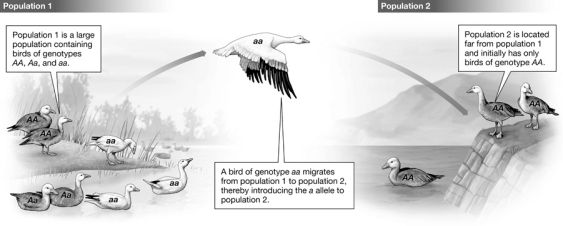 In the figure below,the migrating bird is successful at introducing the recessive allele a into population 2 and producing offspring with the Aa genotype.Over time,these offspring mate with each other to produce offspring.Birds of various genotypes from both populations fly back and forth between the populations sharing alleles.Predict the outcome of genotype or allele frequency changes in these two populations after many generations.  