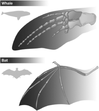 The diagram below shows the bone structure of a whale flipper and a bat wing.Which of the following suggests that these two structures are homologous rather than analogous?   A)  Both the flipper and the wing contain five fingerlike bone projections. B)  The flipper is formed from the entire front appendage of the whale,but the wing is only formed from the hand part of the front appendage of the bat. C)  The bones that form the five fingerlike projections in the flipper have much thicker bones than the bones that form these projections in the bat. D)  The flipper of the whale contains more bones than the wing of the bat.