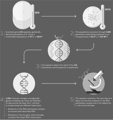 Consider the experimental design presented in the infographic below.What is the significance of growing the populations at 42.2<sup>o</sup>C? The increased growth temperature serves as a method of   A)  natural selection. B)  common ancestry. C)  direct mutation of DNA. D)  artificial selection.