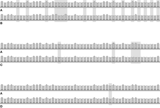 Evaluate the DNA sequences presented below to determine which of the organisms (B,C,or D)shares the most closely related ancestor to organism A.Which organism shares the least closely related ancestor to A? Support your answer with DNA sequence similarity evidence from the figure that represents the DNA sequence for a single protein found in all four organisms.  