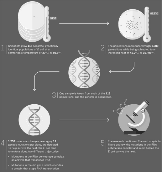 How can a researcher determine if the mutations to the RNA polymerase complex or the mutations in the rho gene were caused by the growth in increased temperatures or if they were merely selected for by growing the ancestral E.coli in the warmer temperatures?  