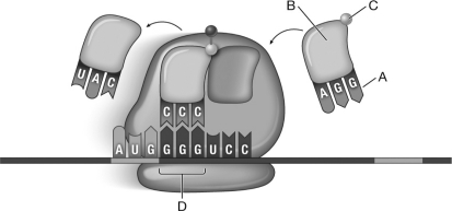 Which of the lettered arrows in the diagram below of translation indicates a codon?   A)  A B)  B C)  C D)  D