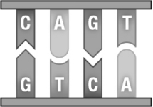 The figure below shows a short sequence of DNA.During DNA replication,the piece of DNA depicted in this figure will produce   A)  one single-stranded molecule with the sequence CAGT. B)  two single-stranded molecules with the sequence GTCA. C)  one single-stranded molecule with the sequence CAGT and a separate single-stranded molecule with the sequence GTCA. D)  two double-stranded molecules that look just like the figure.