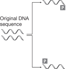 The figure below shows the first cycle in polymerase chain reaction (PCR) .The structure marked  P  in this figure   A)  represents the heat-tolerant DNA polymerase used in PCR to copy the gene of interest. B)  represents a sequence of DNA complementary to parts of the gene being amplified that allows DNA polymerase to attach to the gene. C)  indicates where on the DNA that DNA polymerase should terminate replication. D)  indicates the location of the promoter for the gene being amplified.