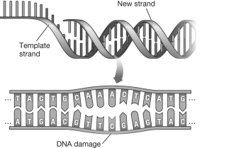 The figure below illustrates DNA undergoing replication.The region indicated by the arrow represents a   A)  single base pair. B)  mismatch error. C)  mutation. D)  transformation.