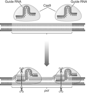 Using the figure below,describe how the two guide RNA molecules in the CRISPR-Cas9 system find the target DNA sequence.  