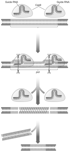 A scientist used CRISPR-Cas9 to inactivate the pol gene for DNA polymerase in the porcine endogenous retrovirus (PERV)sequences of a pig embryo.The resulting pig embryo cells were then placed in proximity of human cells,but there was no infection of the human cells by the PERVs.Why were the PERVs no longer able to infect the human cells?  