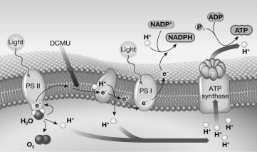 The chemical 3-(3,4-dichloro-phenyl) -1,1-dimethylurea (DCMU) blocks the movement of electrons at the point indicated by the black,downward-pointing arrow in the figure below.Which of the following would be an immediate effect of treating a chloroplast with this drug?   A)  Water molecules would be split at a faster rate. B)  The amount of NADPH produced by the light reactions would increase. C)  A proton gradient would not be created,so ATP could not be made. D)  The production of water would increase.