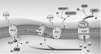 Examine the illustration below.Which statement best summarizes the contribution of photosystem I (PS I) during photosynthesis?   A)  PS I provides the initial energy boost to the electrons on their way to photosystem II (PS II) . B)  PS I energizes electrons that initially accumulate within the thylakoid space and eventually drive ATP synthesis. C)  PS I energizes electrons that are transported by NADPH to the Calvin cycle and will eventually reduce the carbon in CO<sub>2</sub>. D)  PS I regulates the transmembrane passage of protons through the thylakoid membrane.