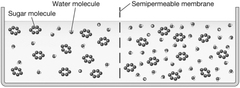 Examine the figure below.Assume each sugar molecule represents a percentage point of sugar dissolved in the solution.Over time,the solution level on the left side of the figure would ________,while the solution level on the right side of the figure would ________.This is because the solution on the left side of the figure is ________,while the solution on the right side of the figure is ________.   A)  rise; decrease; hypertonic; hypotonic B)  decrease; rise; hypertonic; hypotonic C)  decrease; rise; hypotonic; hypertonic D)  There will be no net movement of water because the solutions are isotonic.