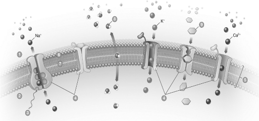 Label the plasma membrane below.Use the following terms: cellular environment,external environment,plasma membrane,hydrophilic heads,hydrophobic tails,energy,water,sugar,and transport protiens.  