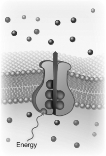 The figure below depicts a transport protein in a plasma membrane.The dark blue molecules represent a protein that is being transported out of the cell.Is the transport of the protein active or passive? Support your answer by describing evidence visible in the figure and stating its significance regarding your answer.  