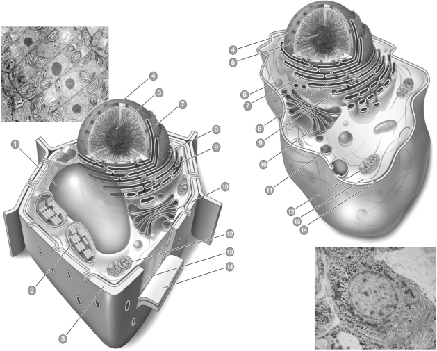 Indicate which cell in the figure below is the plant cell and which is the animal cell.Label all cellular structures 1-12 in both cells.Include a brief description of each organelle's function with its label.  