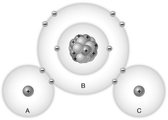 Which of the labeled areas of the water molecule pictured below possesses a partial negative charge?   A)  A only B)  B only C)  C only D)  A and C