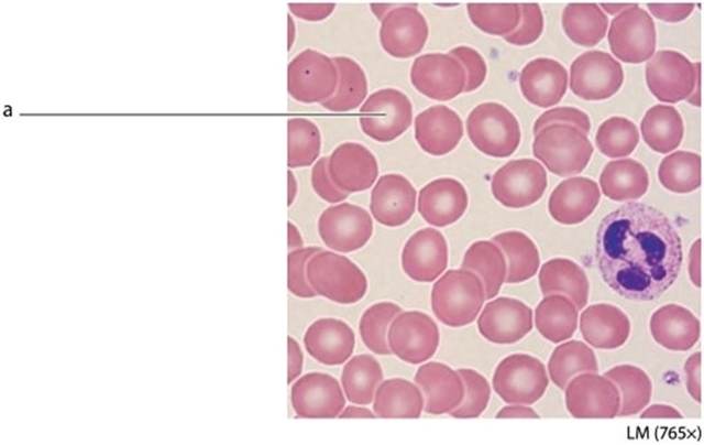   -What is the function of the cell labeled  a  in this image? A) Communicates between body's tissues B) Contracts and moves body parts C) Carries oxygen throughout the body D) Transports DNA to the egg
