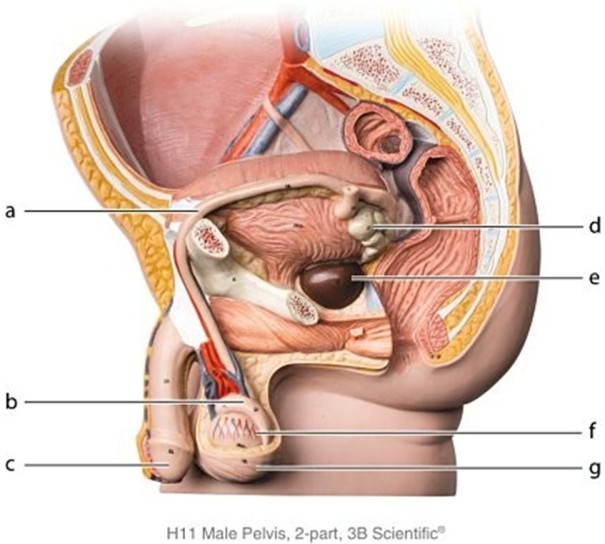   -Identify the structure labeled  e.  A) Prostate gland B) Spermatic cord C) Ductus deferens D) Seminal vesicle