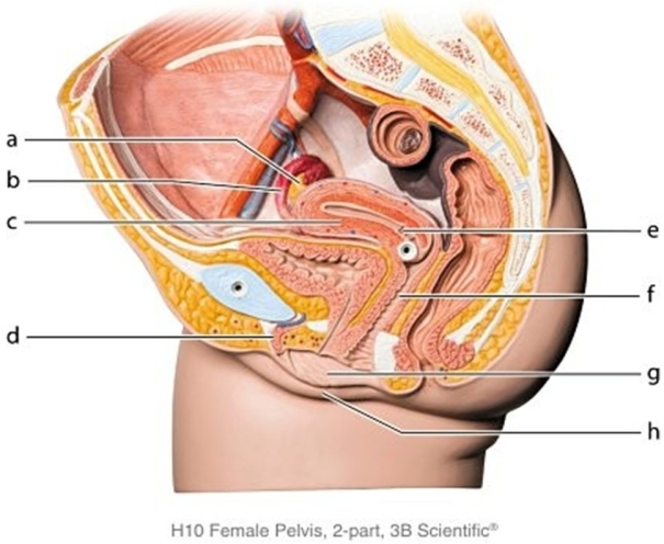   -Identify the structure labeled  a.  A) Uterus B) Ovary C) Clitoris D) Uterine tube