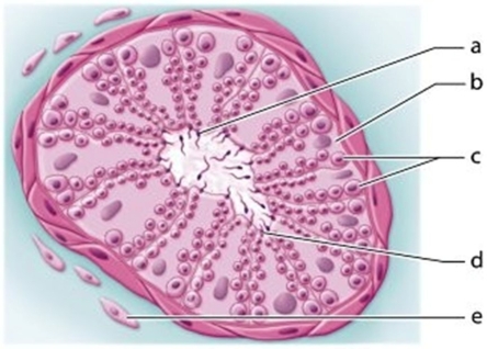   -Identify the cell labeled  c.  A) Interstitial cell B) Spermatogonium C) Sperm D) Developing sperm
