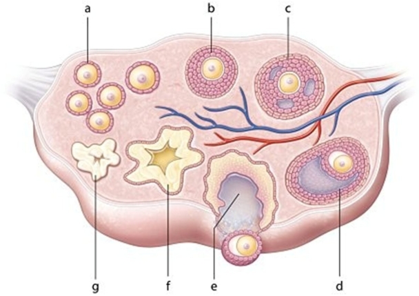   -Identify the cell labeled  b.  A) Vesicular follicle B) Primordial follicle C) Secondary follicle D) Primary follicle