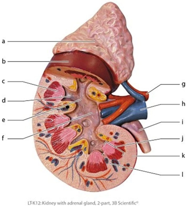 Anatomy Of The Urinary System - Human Anatomy | Biology+