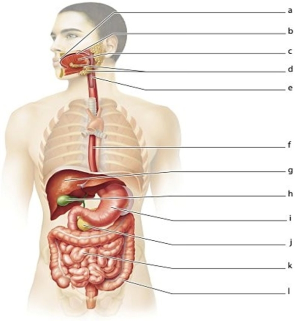   -Identify the structure labeled  f.  A) Esophagus B) Small intestine C) Pharynx D) Large intestine