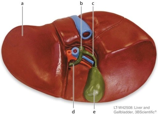   -Identify the structure labeled  c.  A) Common hepatic duct B) Common bile duct C) Hepatopancreatic duct D) Cystic duct