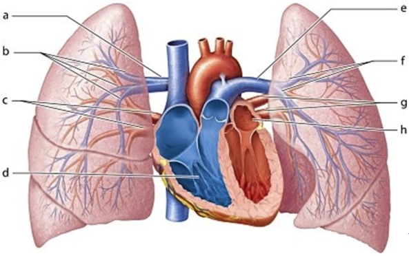   -Identify the structure labeled  h.  A) Pulmonary trunk B) Pulmonary arteries C) Left atrium D) Right lobar arteries