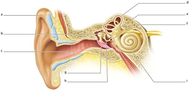   -Identify the structure labeled  g.  A) Auricle B) External auditory canal C) Tympanic membrane D) Cochlea