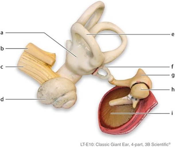   -Identify the structure labeled  a.  A) Vestibule B) Cochlea C) Cochlear nerve D) Vestibular nerve