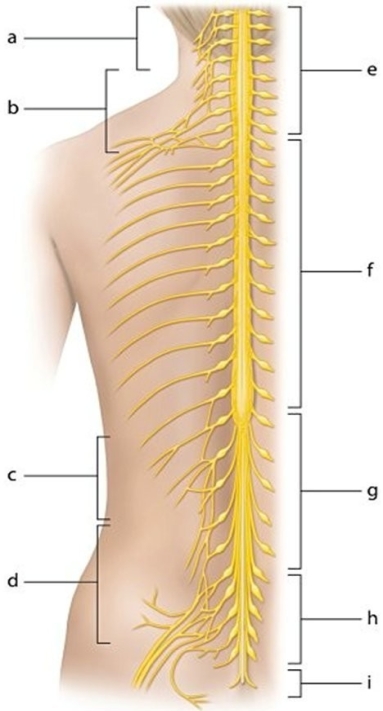   -Identify the nerve plexus labeled  c.  A) sacral plexus B) lumbar plexus C) Brachial plexus D) Cervical plexus