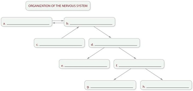   -When completing a chart showing the organization of the nervous system, which term should be written in box  c ? A) Motor (efferent) division B) Peripheral nervous system C) Central nervous system D) Sensory (afferent) division