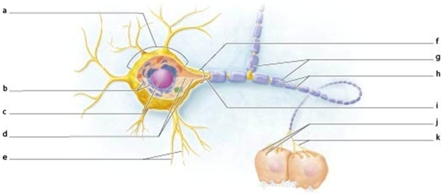   -Which labeled structure marks the axon hillock? A) F B) H C) E D) G