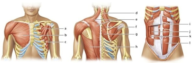   -Identify the muscle labeled  k.  A) Internal oblique B) External oblique C) Transverse abdominus D) Rectus abdominus