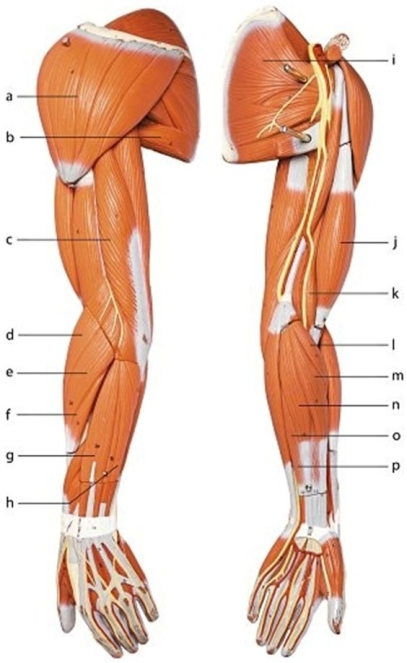   -Identify the muscle labeled  c.  A) Teres major B) Pronator teres C) Deltoid D) Triceps brachii