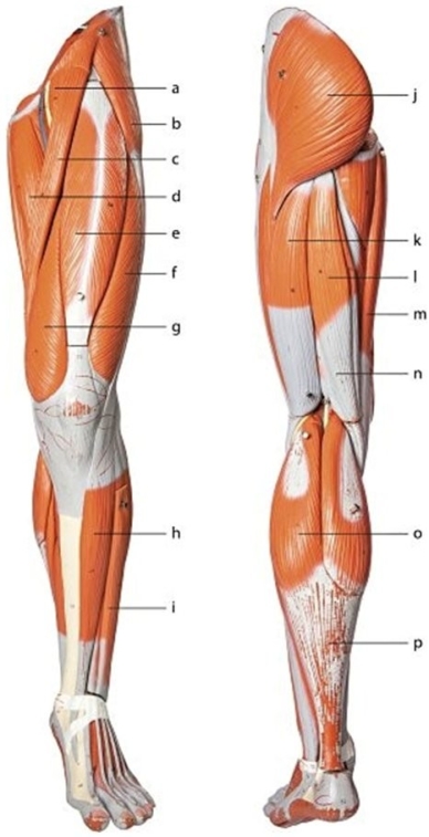 -Identify the Muscle Labeled 