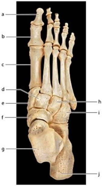 <strong>  Identify the bone labeled g.</strong> A)Calcaneus B)Cuboid C)Navicular D)Talus <div style=padding-top: 35px> 