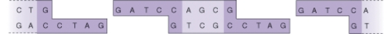 What are the ends of these pieces of DNA called?   A)  Restriction ends B)  Blunt ends C)  Sticky ends D)  Annealing ends