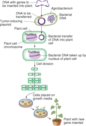 In this diagram, the Argobacterium is a(n) :   A)  plasmid. B)  virus. C)  host. D)  vector.