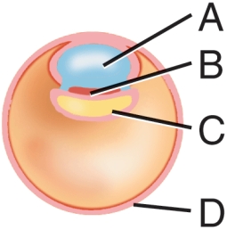 In this diagram, what is the structure labeled A called?   A)  Yolk sac B)  Amnionic cavity C)  Trophoblast D)  Embryonic disc