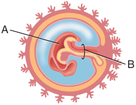 In this diagram, what is labeled A?   A)  Yolk sac B)  Embryo C)  Allantois D)  Amniotic cavity