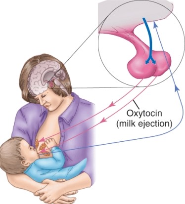 Which description would be correct for the arrow labeled A?   A)  Estrogen (milk production)  B)  Oxytocin (milk ejection)  C)  Follicle stimulating hormone (milk production)  D)  Human growth hormone (breast development) 