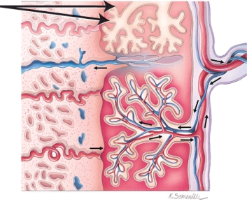 Identify the region indicated by the arrow.   A)  Chorionic villi B)  Amnion C)  Allantosis D)  Amniotic fluid