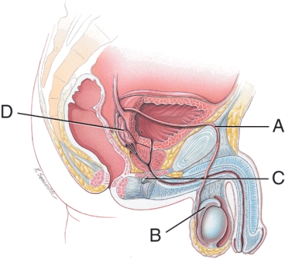 Which structure contributes about 60% of the fluid volume to semen?   A)  A B)  B C)  C D)  D