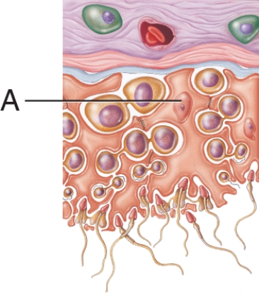 What is the name of the cell labeled A?   A)  Leydig cell B)  Spermatogonium C)  Primary spermatocyte D)  Sertoli cell