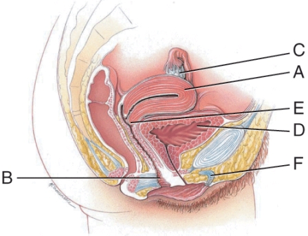 Which structure receives the penis for delivery of sperm?   A)  A B)  B C)  C D)  D