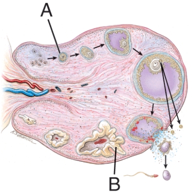 Structure A is also known as a(n) :   A)  oocyte. B)  corpus albicans. C)  Graafian follicle. D)  primary follicle.