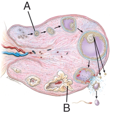 What hormone is produced by structure B?   A)  GnRH B)  Progesterone C)  FSH D)  Testosterone