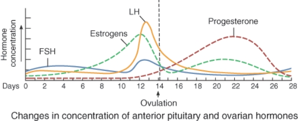 What occurs as a result of the spike in LH concentration seen here?   A)  Primary follicles mature into secondary follicles B)  Ovulation C)  Menstruation D)  Degeneration of the corpus luteum